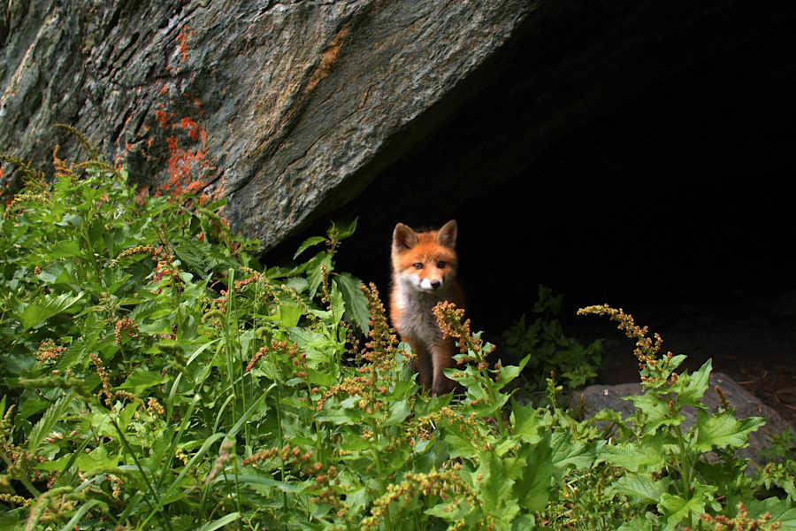 Osttiroler Pilgerweg: Kleiner Fuchs