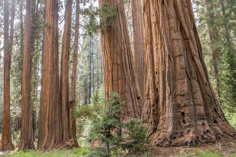 Mammutbäume Kalifornien Sierra Nevada