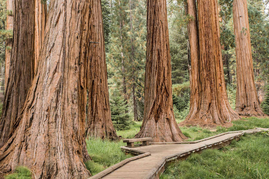 Mammutbäume Kalifornien Sierra Nevada