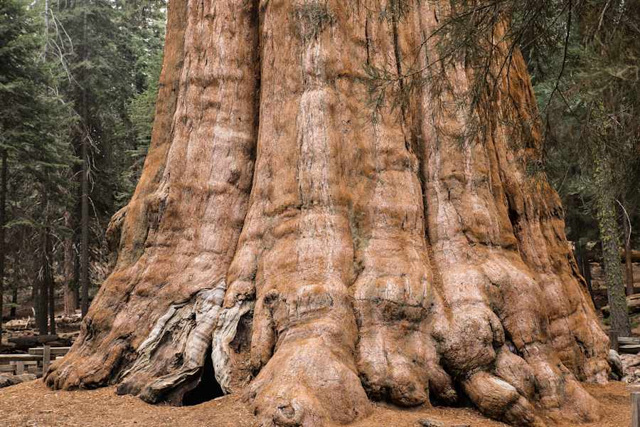 Mammutbäume Kalifornien Sierra Nevada