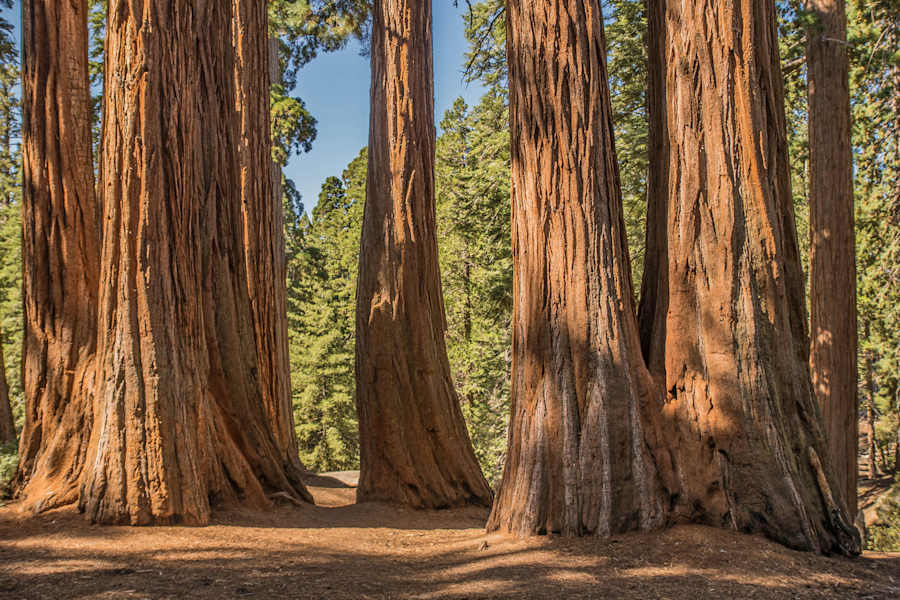 Mammutbäume Kalifornien Sierra Nevada