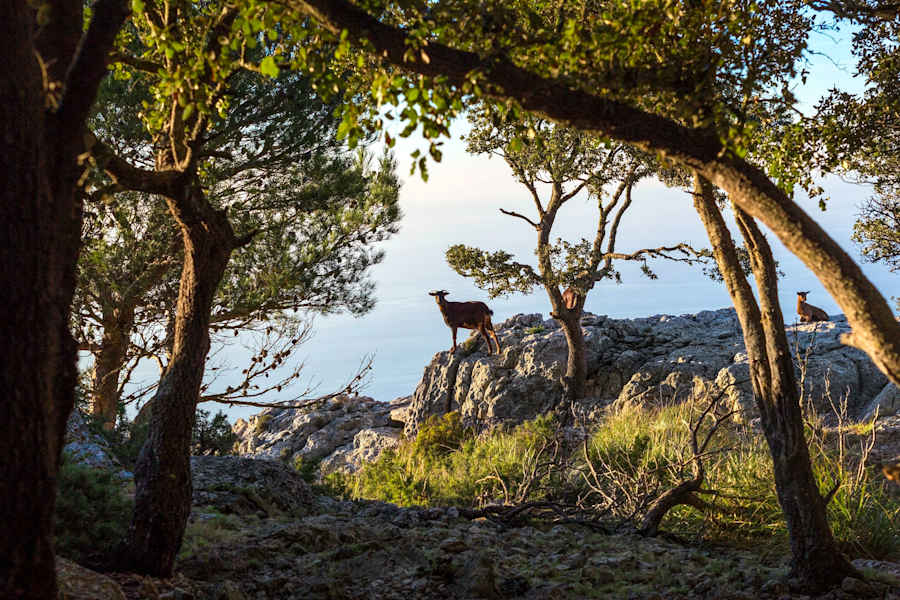 Wandern auf Mallorca