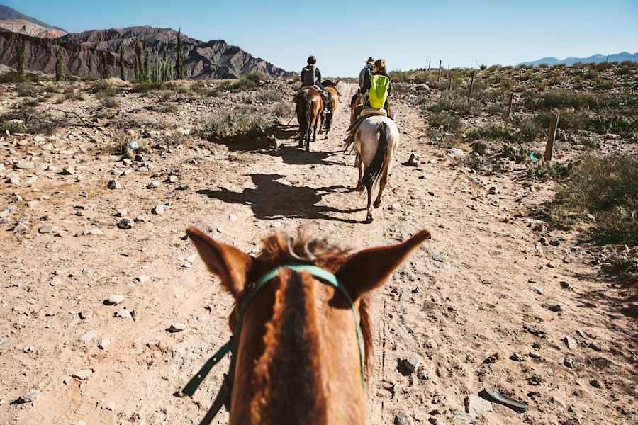 Die Pferde der Gauchos finden den Weg in der Weite von Salta ganz allein