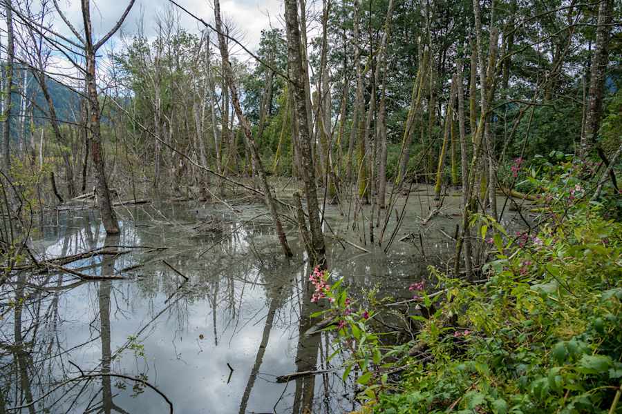 Bis zu 100 verschiedene Vogelarten bewohnen das Moor