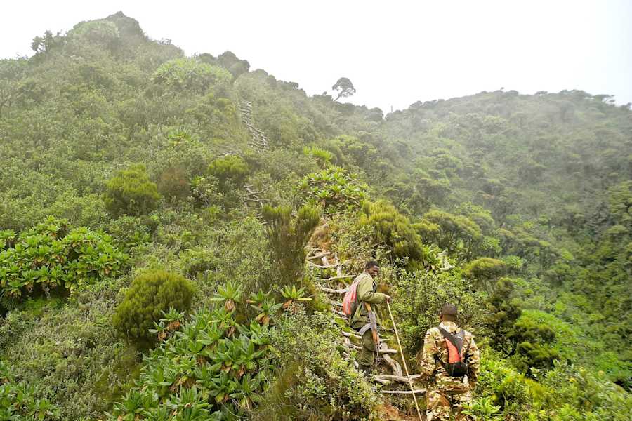 Virungas Berggorillas Reise