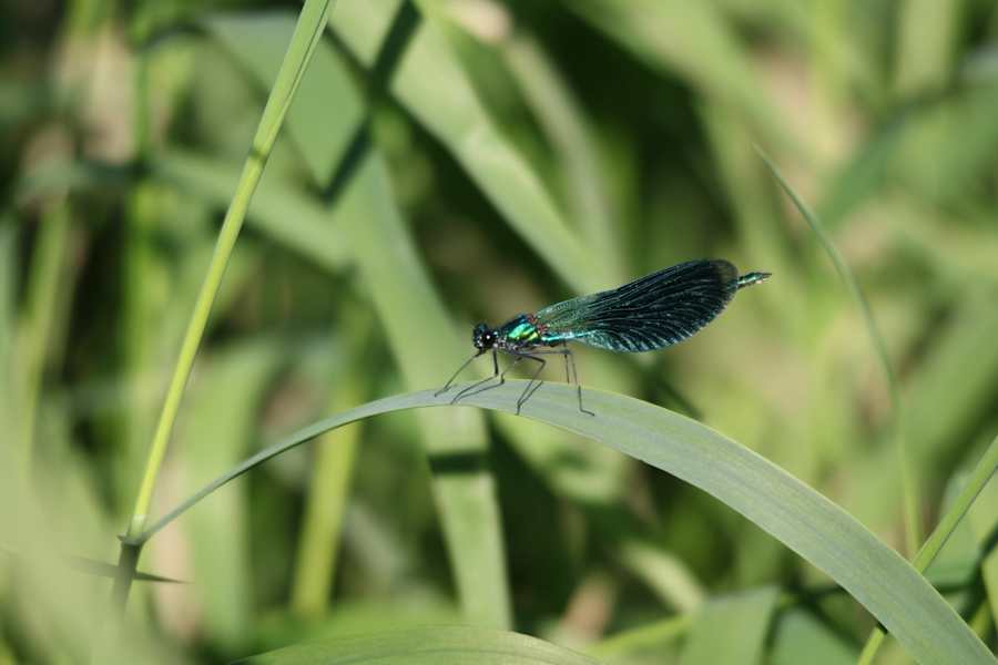 Kurische Nehrung Reise