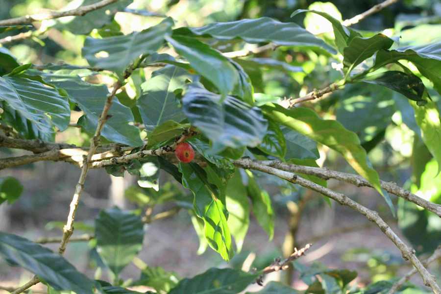 Kaffeestrauch Blue Mountains