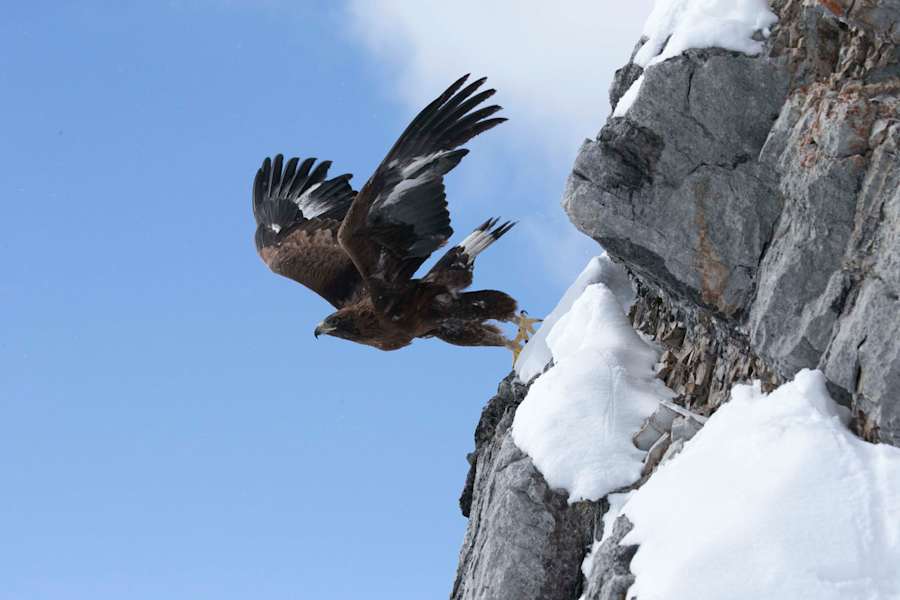 Film: Wie Brüder im Wind