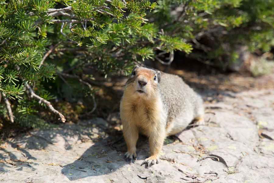 Eichhörnchen im Glacier Nationalpark in Montana