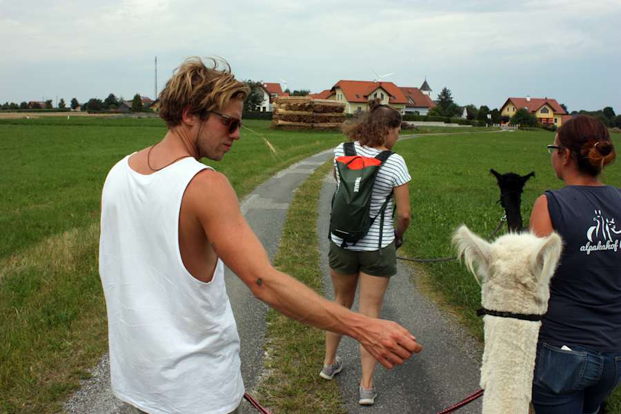 Alpakas Wandern