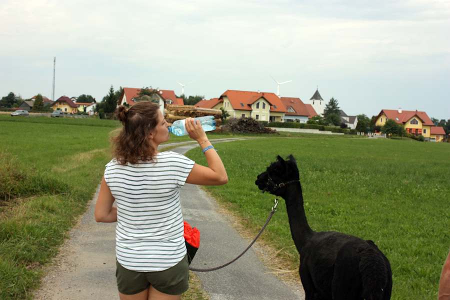 Alpakas Wandern
