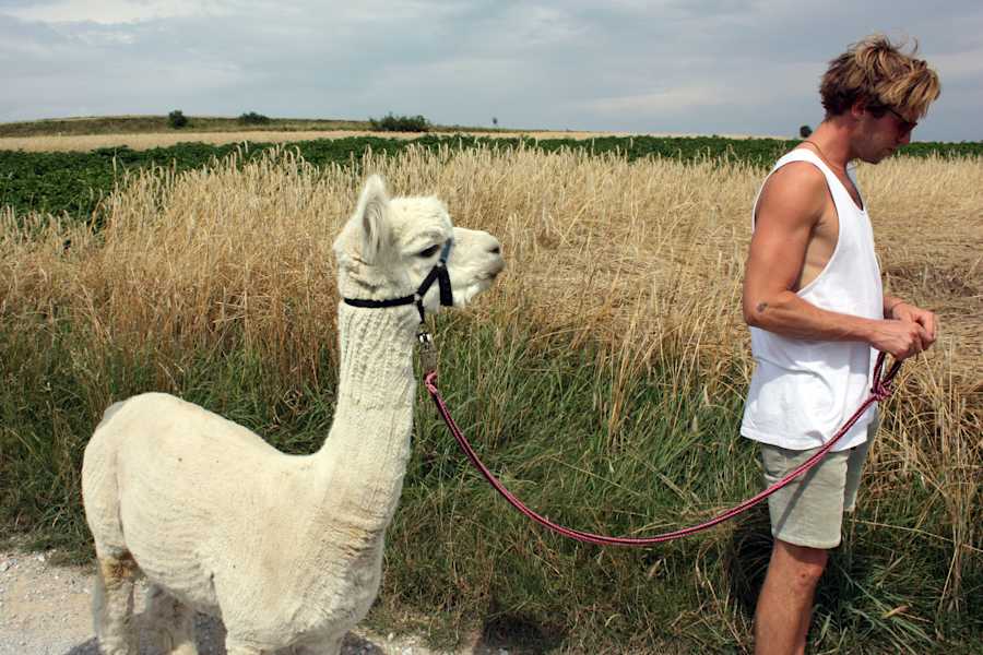 Alpakas Wandern