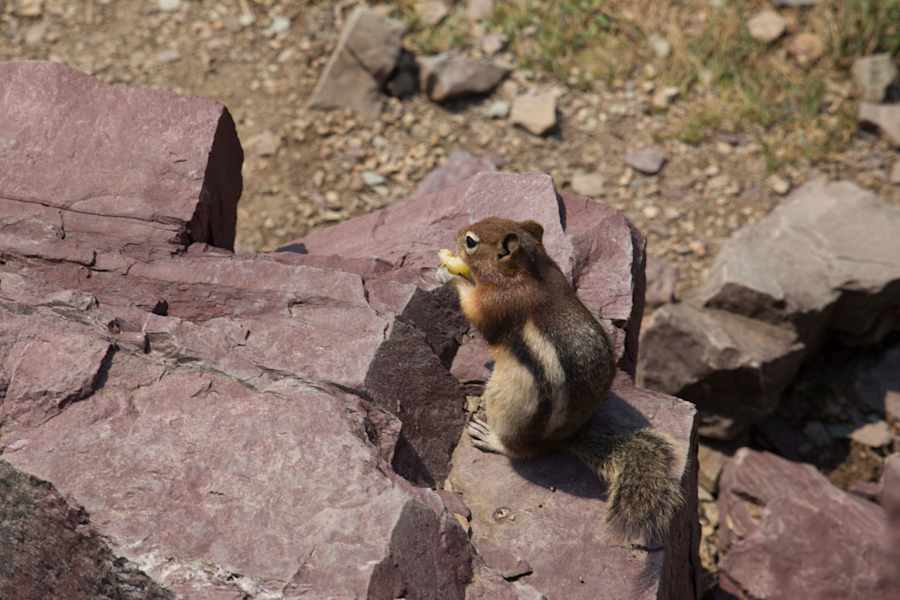 Backenhörnchen im Glacier Nationalpark in Montana