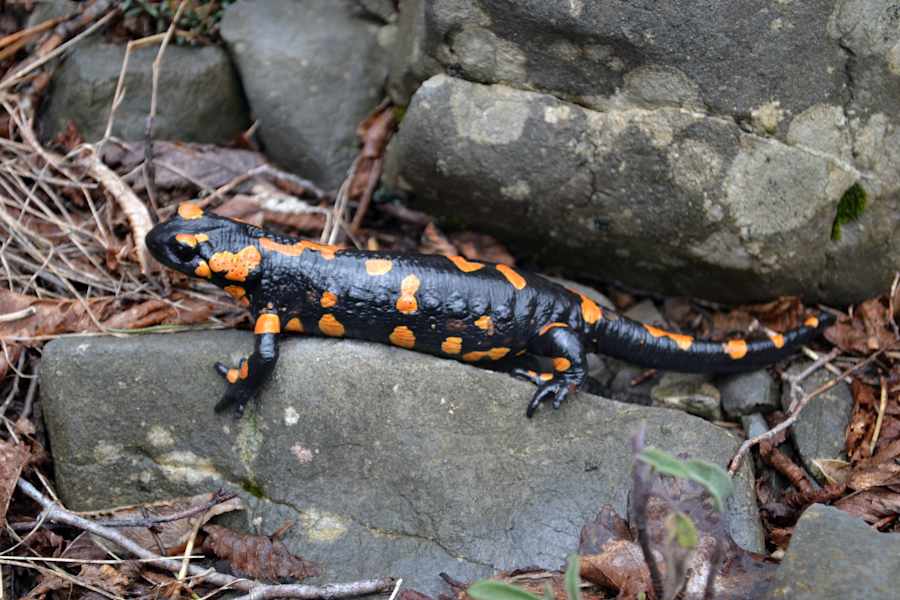 Kroatien Paklenica Nationalpark