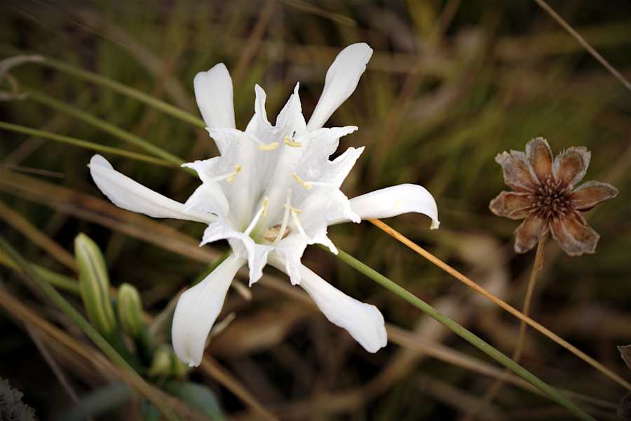 Rota Vicentina, Weitwandern in Portugals