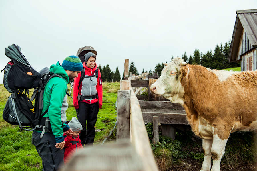 Rinderzucht Teichalm