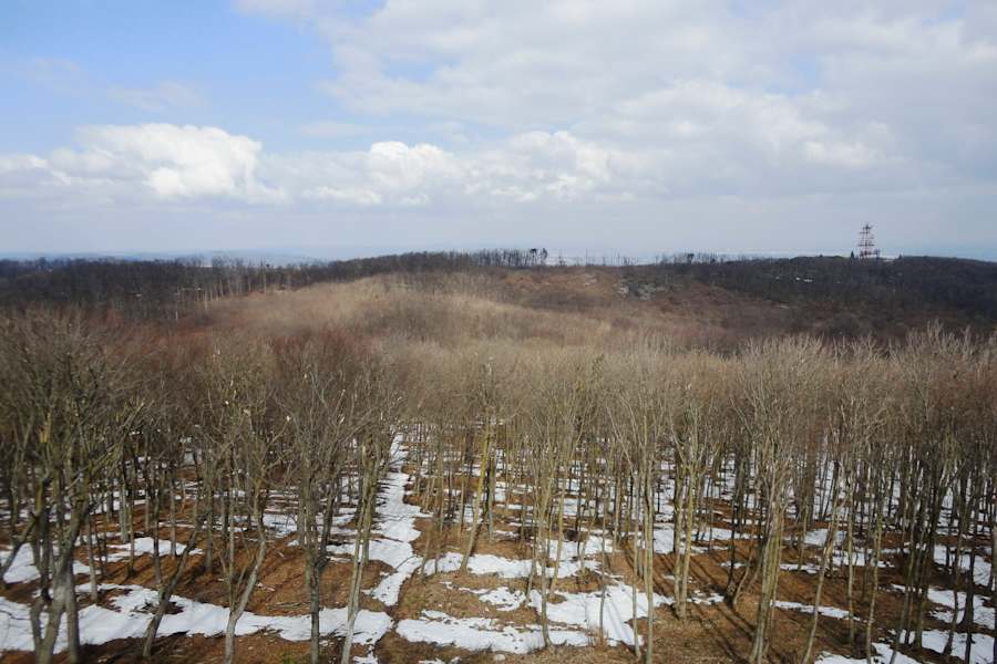 Der Wald am Anninger
