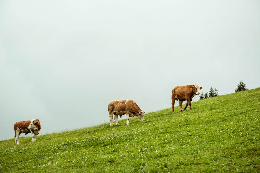 Rinderzucht Teichalm