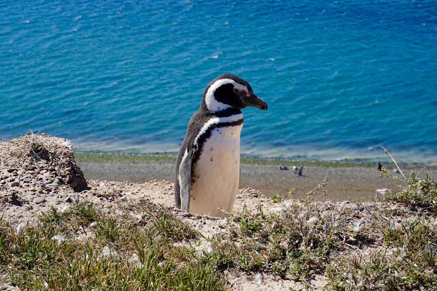 Feuerland Magellan-Pinguin