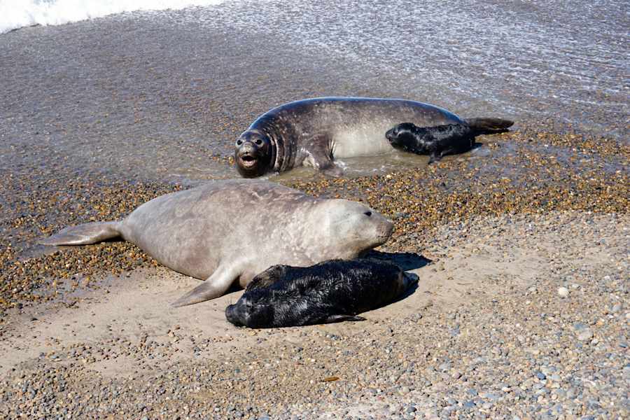 Feuerland Expedition Seeelefanten