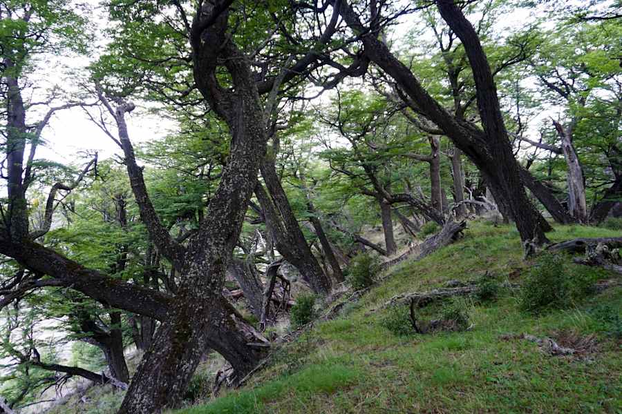 Nationalpark Torres del Paine in Chile