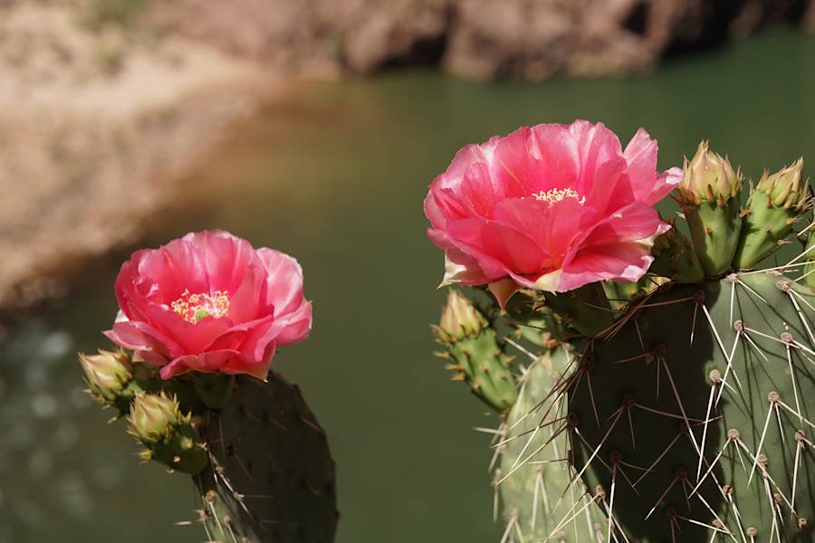 Gramd Canyon South Kaibab Trail