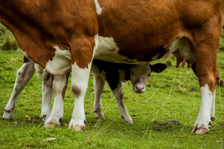 Kühe auf der Teichalm