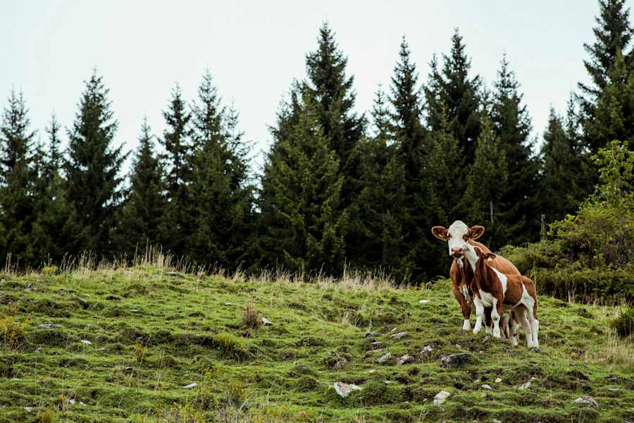 Kühe auf der Teichalm