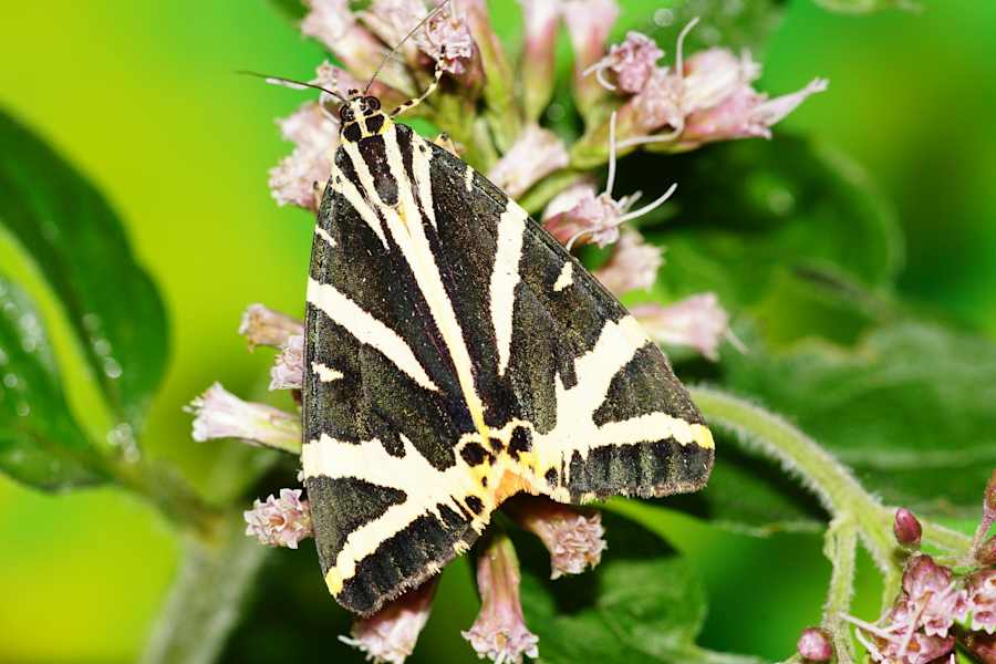 Spanische Fahne (Euplagia Quadripunctaria)