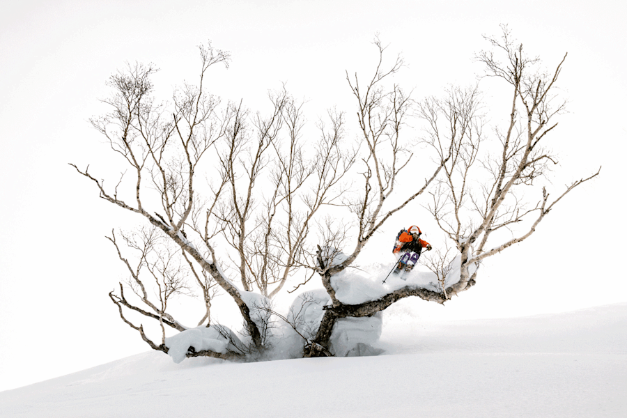 Josh Absenger und ein typisch tief verschneiter Birkenbaum in Japan
