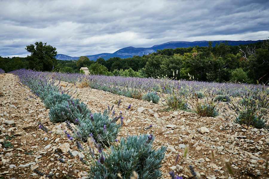 Lavendel im Naturpark Verdon