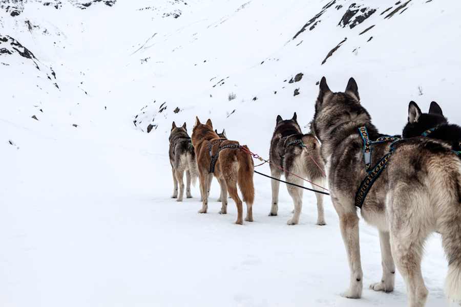 Heimatleuchten: Die Tour der Wolfshunde