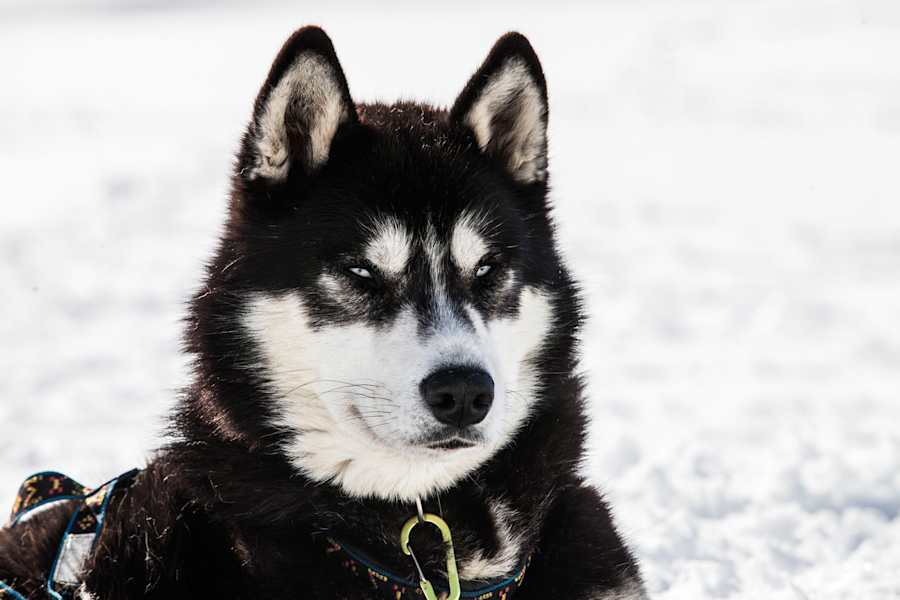 Heimatleuchten: Die Tour der Wolfshunde