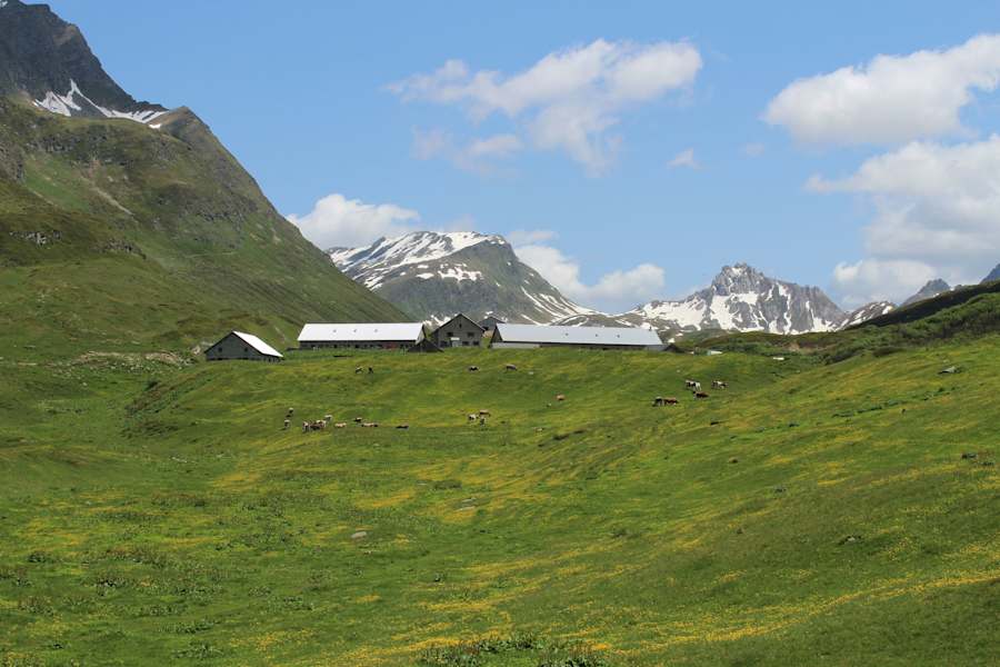 Alpweiden der Alpe Piora