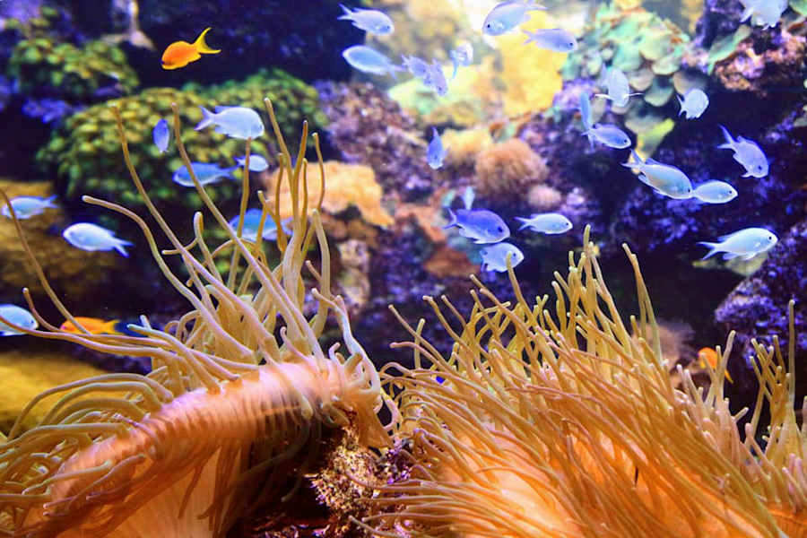 Teneriffa Teide Nationalpark