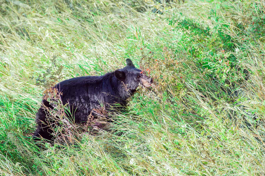 Mammutbäume Kalifornien Sierra Nevada