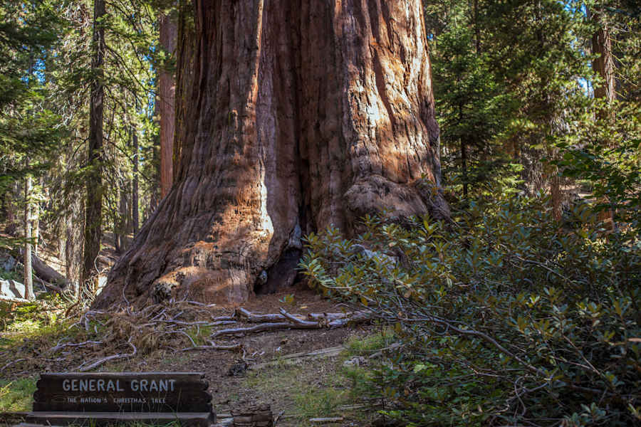 Mammutbäume Kalifornien Sierra Nevada
