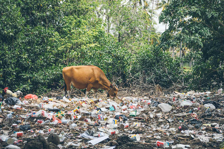 Tiere zwischen Müll auf Sumbawa