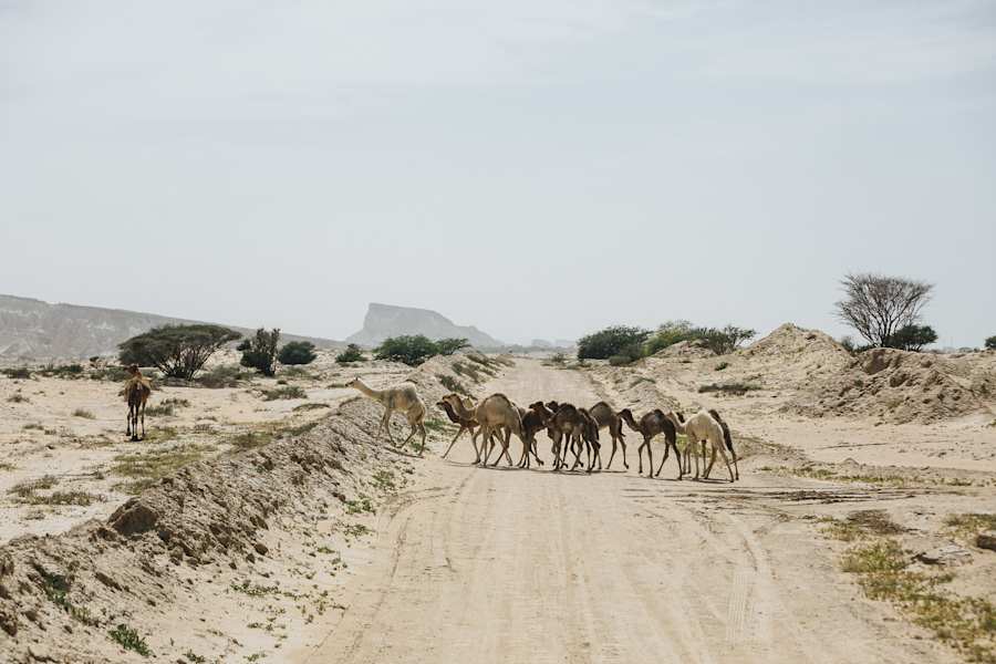 Akela Camping-Lastwagen durch die Mongolei