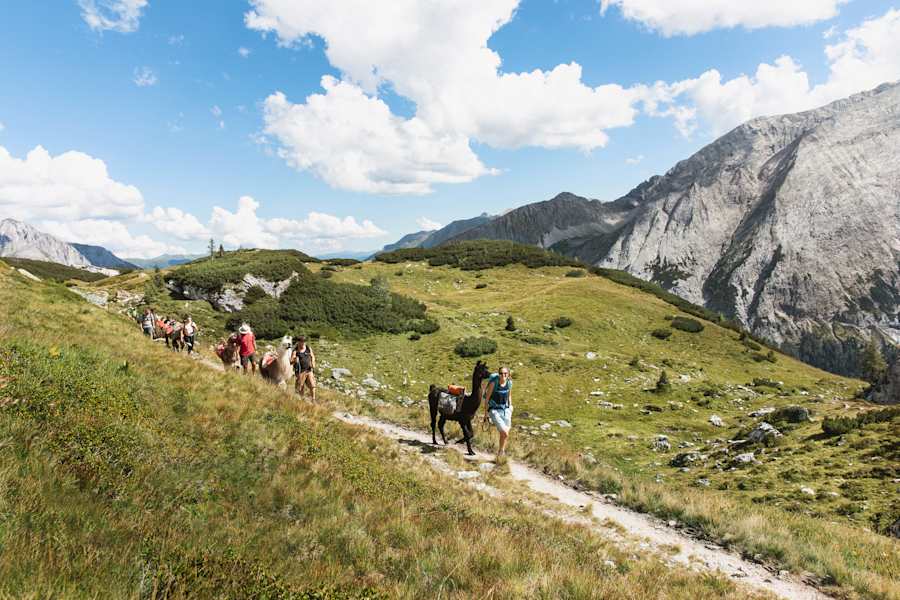 Lama-Trekking in Salzburg