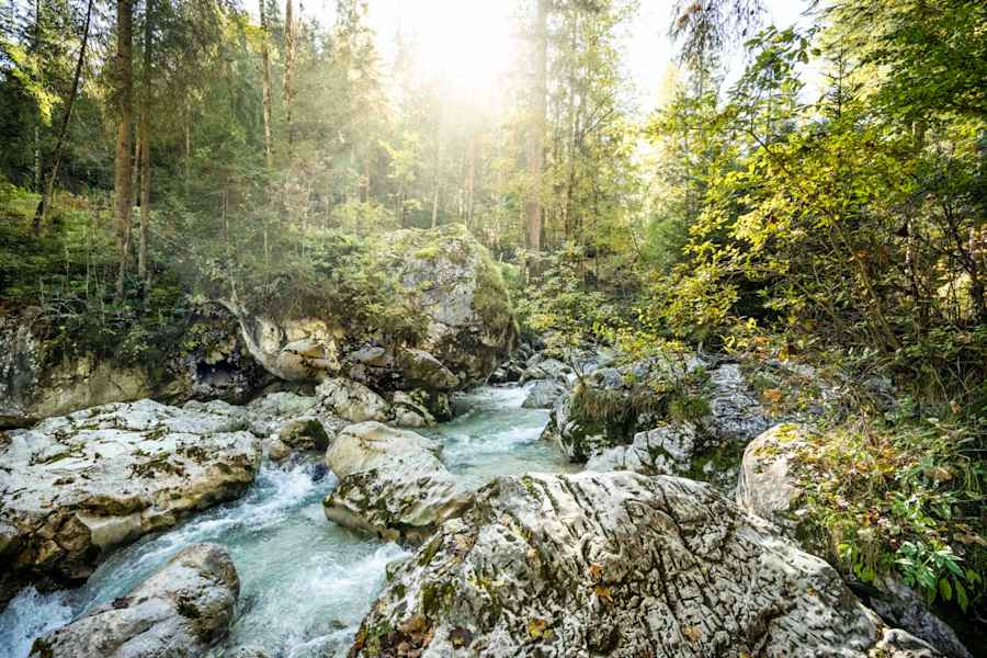 Lichtstimmung im Zauberwald.