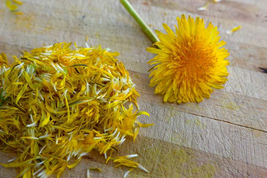 Der Löwenzahn und seine gelben Blüttenblätter 