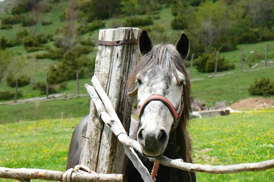 Die Entdeckung der Einsamkeit: Pferdereiten in Mazedonien