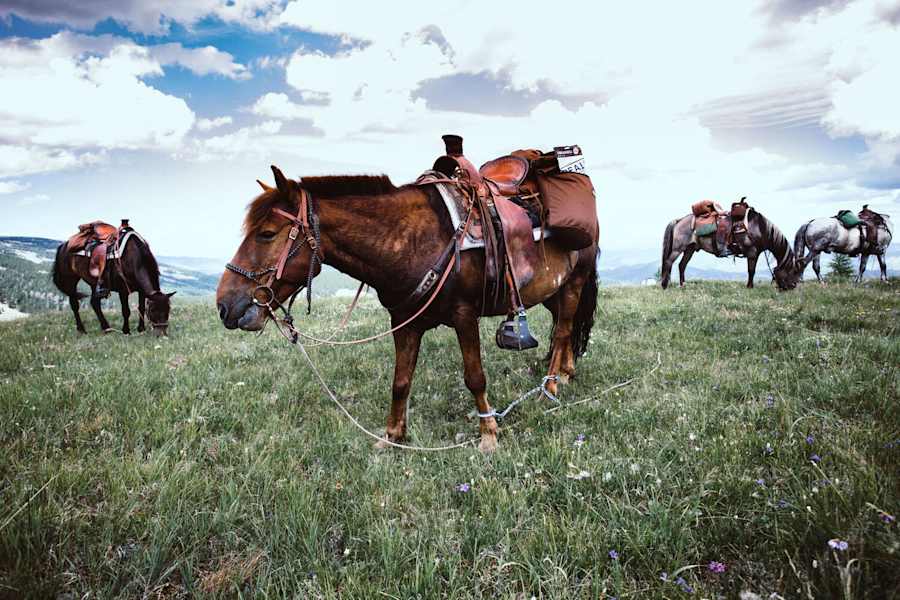 Pferdetrekking Mongolei