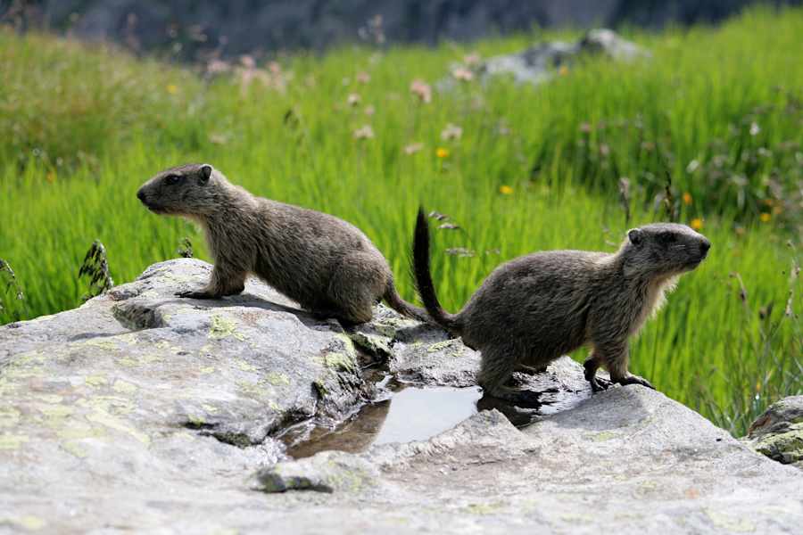 Zemmgrund Zillertal Murmeltiere