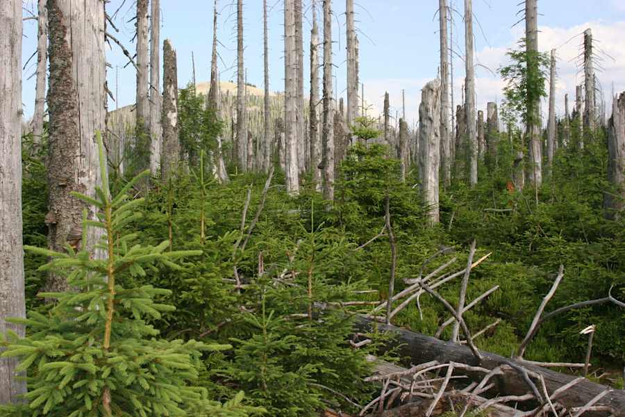 So sieht Naturverjüngung ohne menschliches Zutun aus.