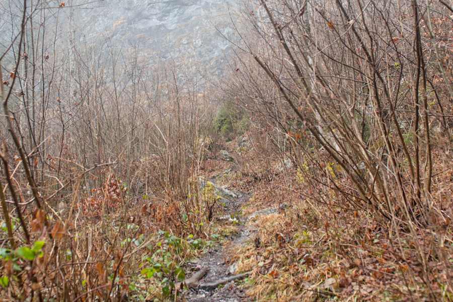 Durch Dickicht und Nebel