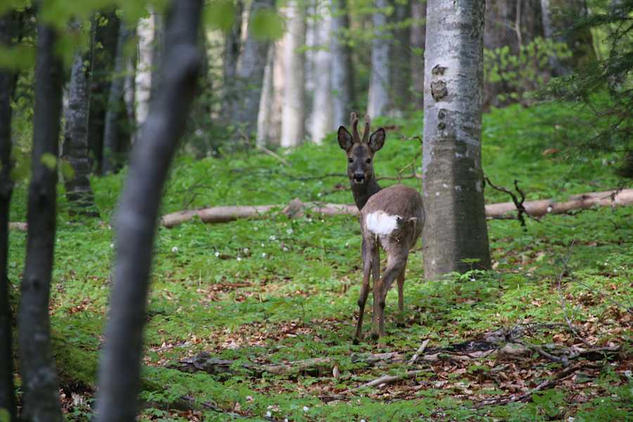 Reise Rumänien Karpaten Piatra Craiului Nationalpark