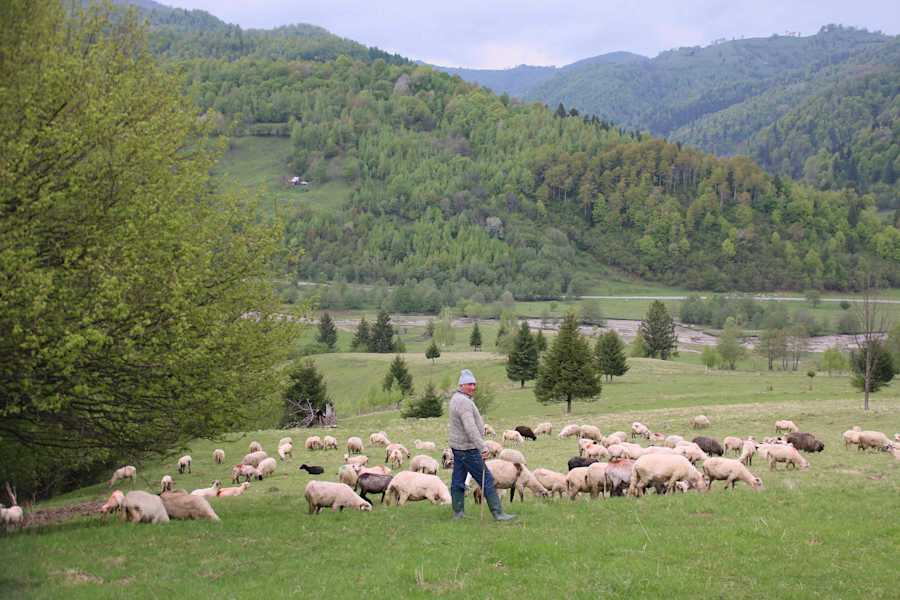 Reise Rumänien Karpaten Piatra Craiului Nationalpark
