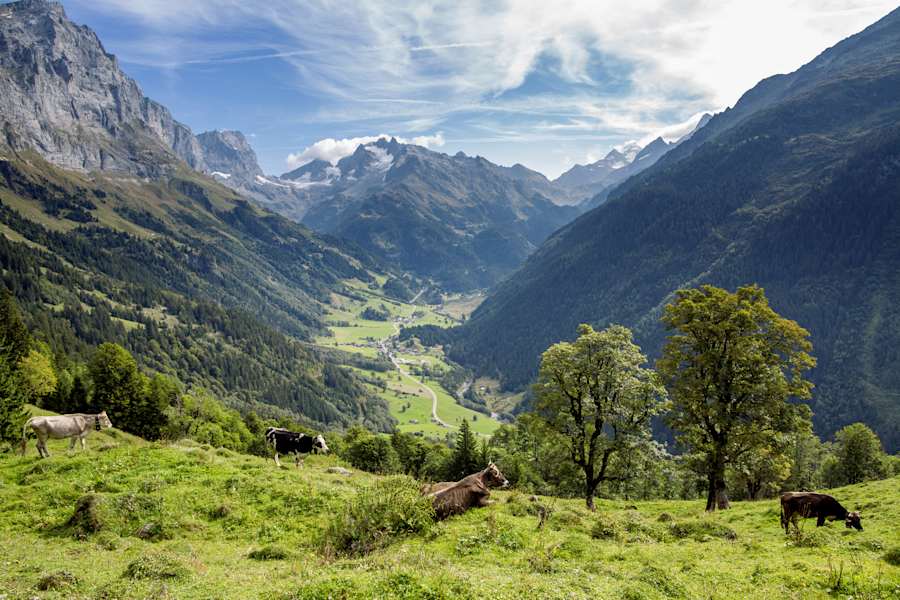Das macht sogar Kühe zufrieden: Blick von der Alp ins Gadmertal.